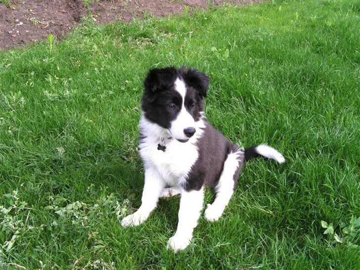 Border collie Alto - smukke alto i haven billede 7