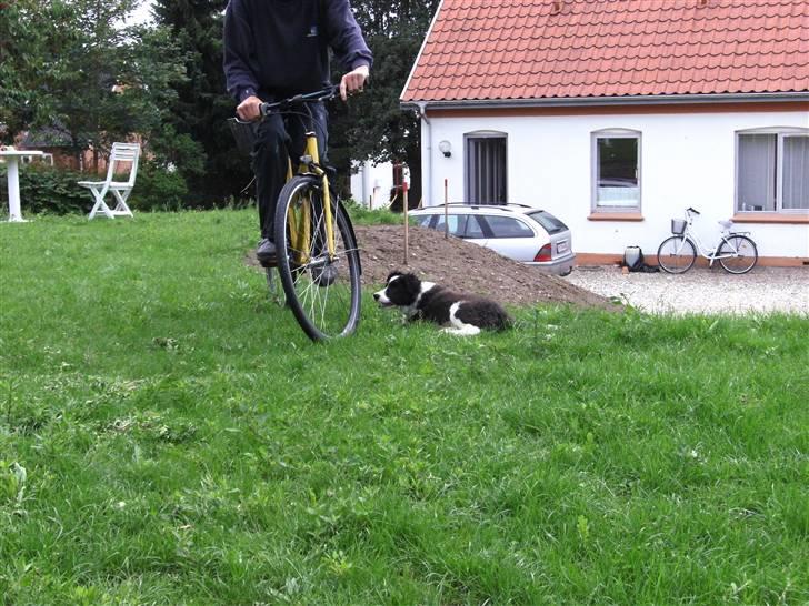 Border collie Alto - alto driller når daniel cykler billede 8