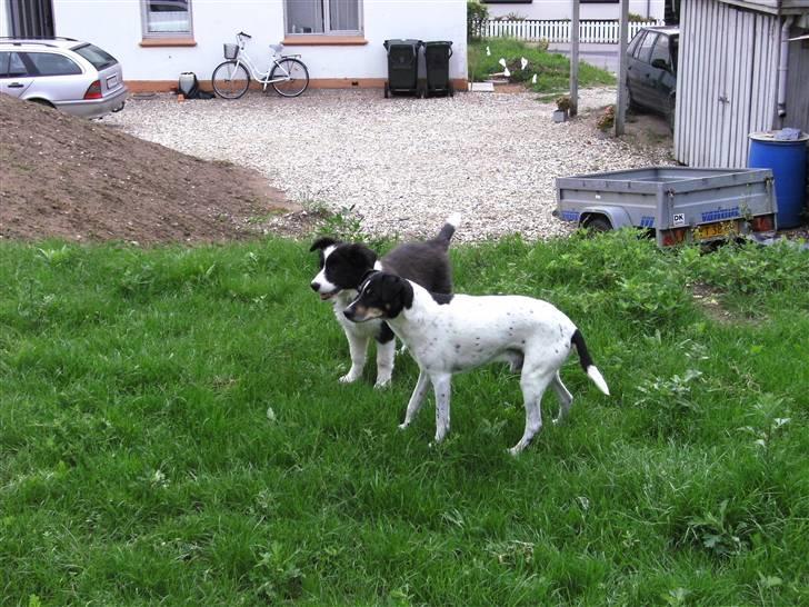 Border collie Alto - alto og sigurd billede 9