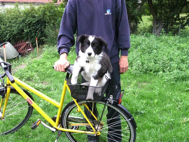 Border collie Alto - klar til tur med daniel billede 10