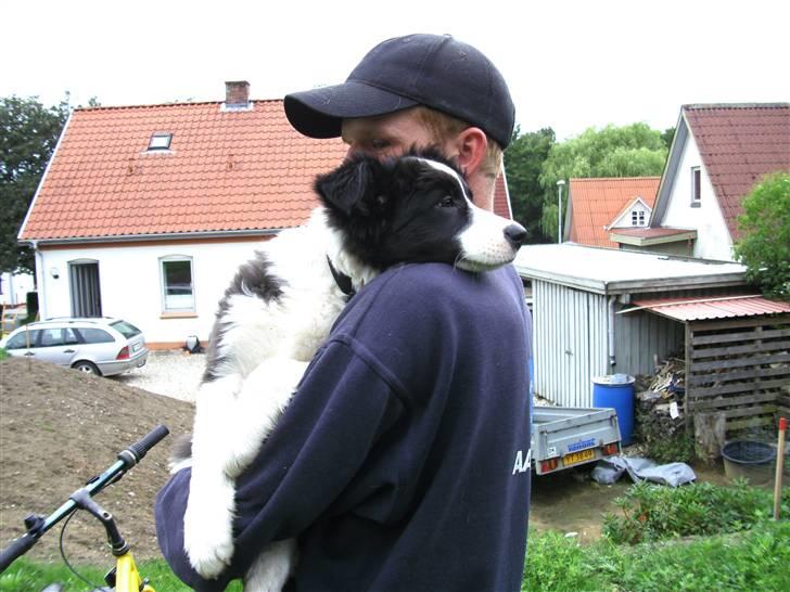 Border collie Alto - man blir altså lidt træt af at cykle... billede 11