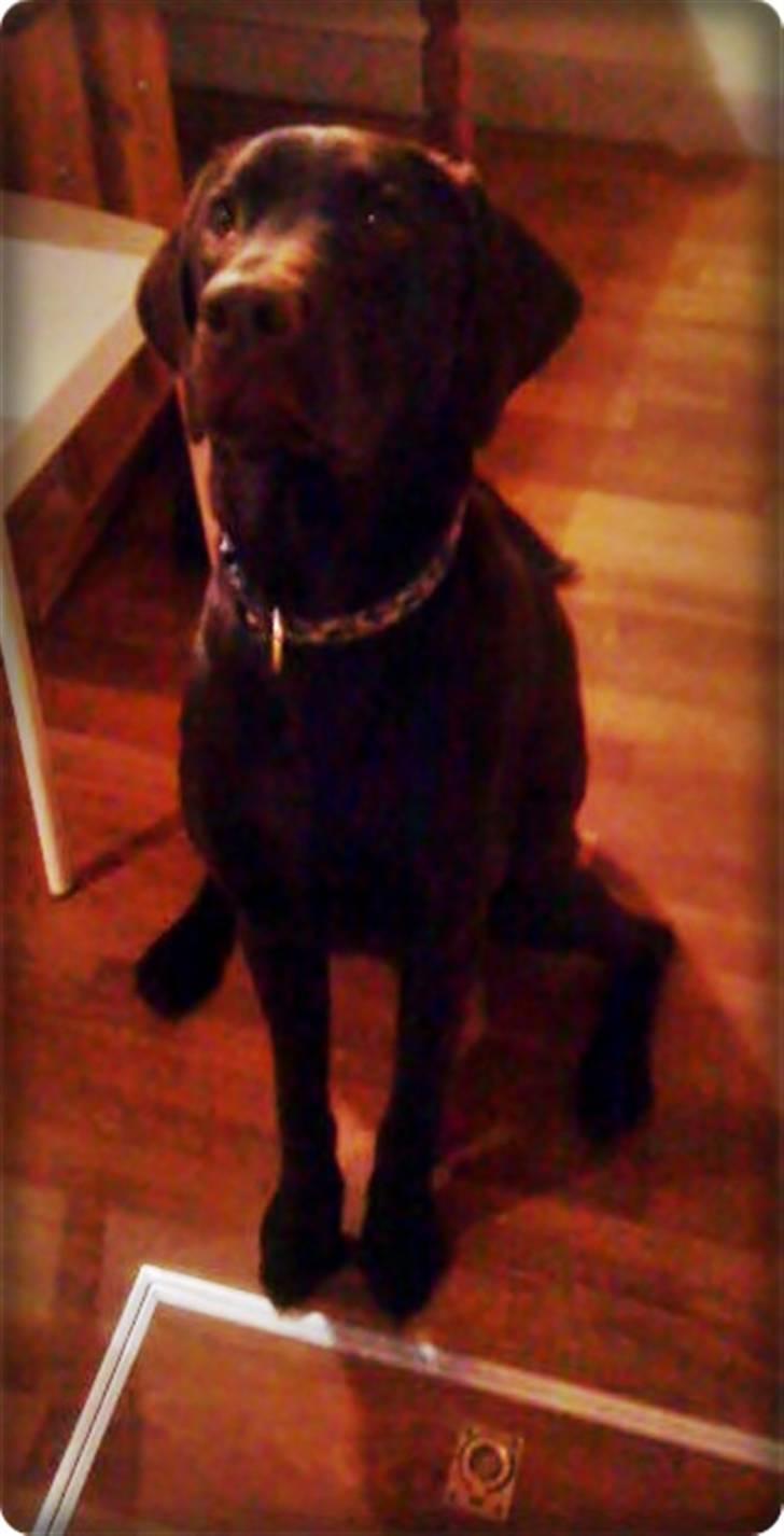 Blanding af racer charlie  billede 17