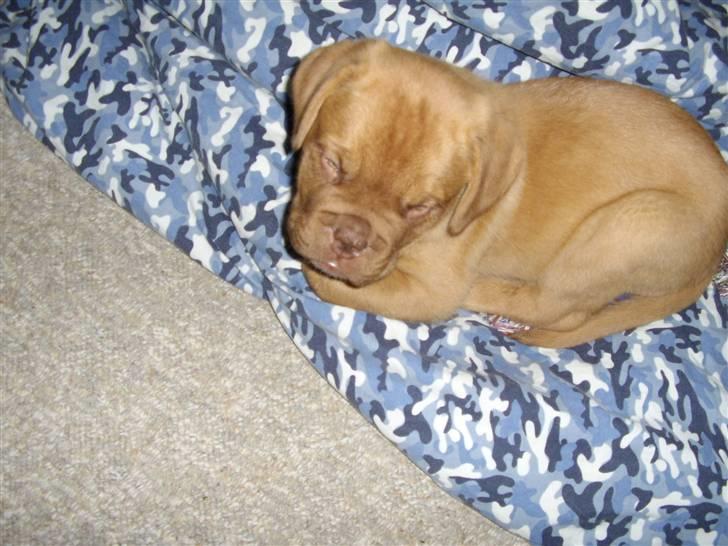 Dogue de bordeaux Møffe billede 1