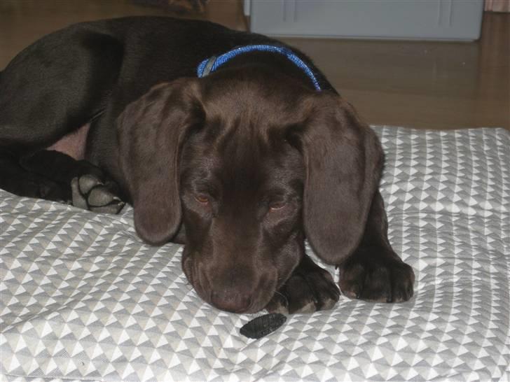 Blanding af racer charlie  billede 18