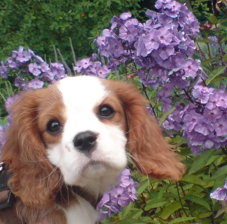 Cavalier king charles spaniel Thyholm´s Otilia - Tilde - Tilde med lilla blomster i baggrunden billede 2