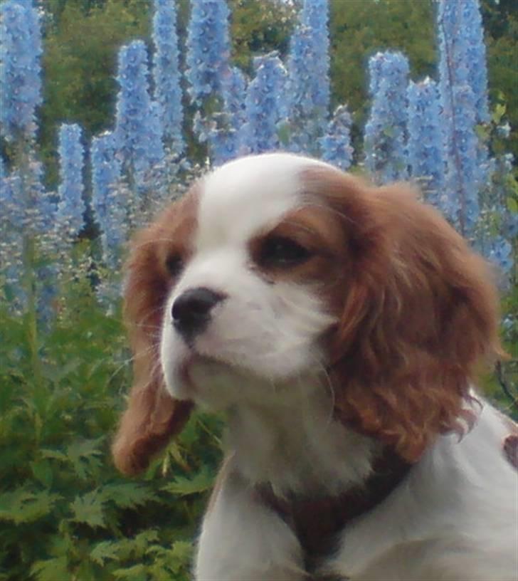 Cavalier king charles spaniel Thyholm´s Otilia - Tilde - Tilde "i blå blomster" billede 3