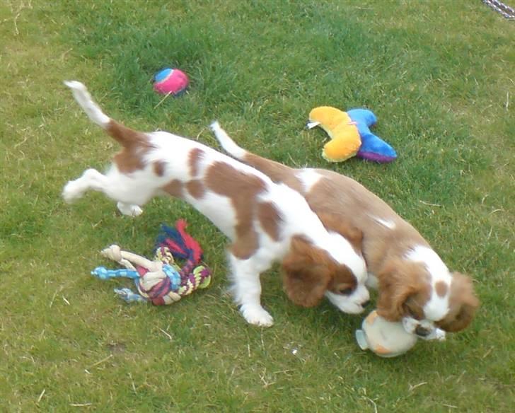 Cavalier king charles spaniel Thyholm´s Otilia - Tilde - Tilde er på besøg og leger med Caithy billede 4