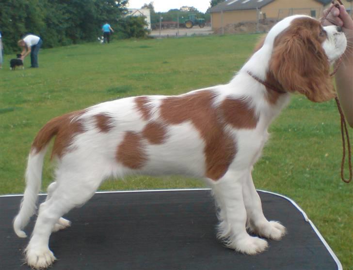 Cavalier king charles spaniel Thyholm´s Otilia - Tilde - Tilde 13 uger billede 5