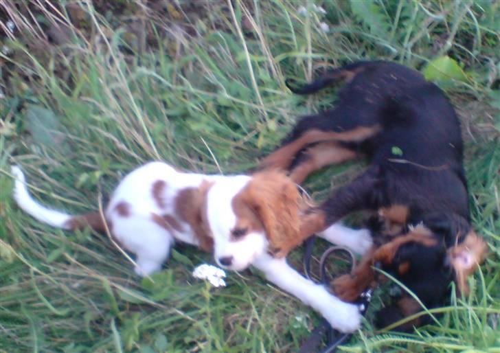 Cavalier king charles spaniel Thyholm´s Otilia - Tilde - Tilde leger med sin bedtse legekammerat - Bertil billede 6