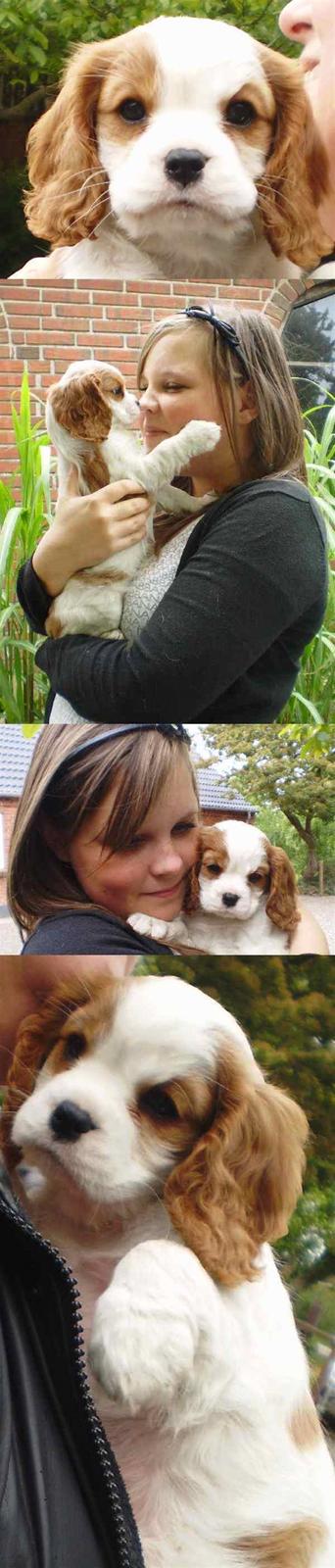 Cavalier king charles spaniel Thyholm´s Otilia - Tilde - På besøg hos Tilde 7 uger gammel billede 7