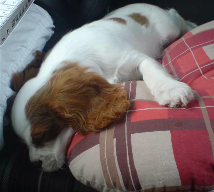 Cavalier king charles spaniel Thyholm´s Otilia - Tilde - En træt Tilde på vej fra ferie (9 uger) billede 8
