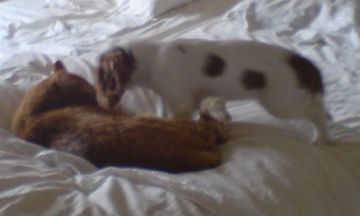 Cavalier king charles spaniel Thyholm´s Otilia - Tilde - Tilde møder en dejlig rolig kat for første gang (9-10 uger) billede 9