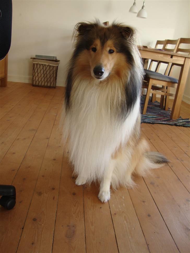 Collie langhåret Monty <3 - Monty januar 2011 billede 1