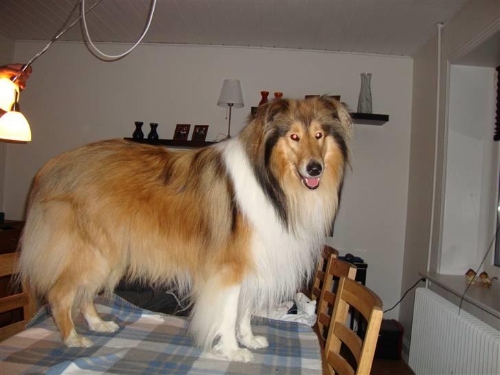 Collie langhåret Monty <3 billede 4