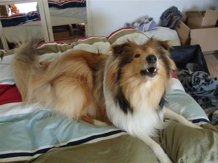 Collie langhåret Monty <3 - kom og pøl med mig ? :D billede 7