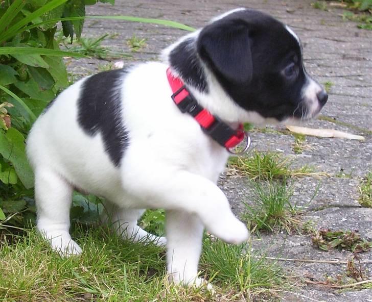 Dansk svensk gaardhund Lucy flyttet til god fam. billede 1