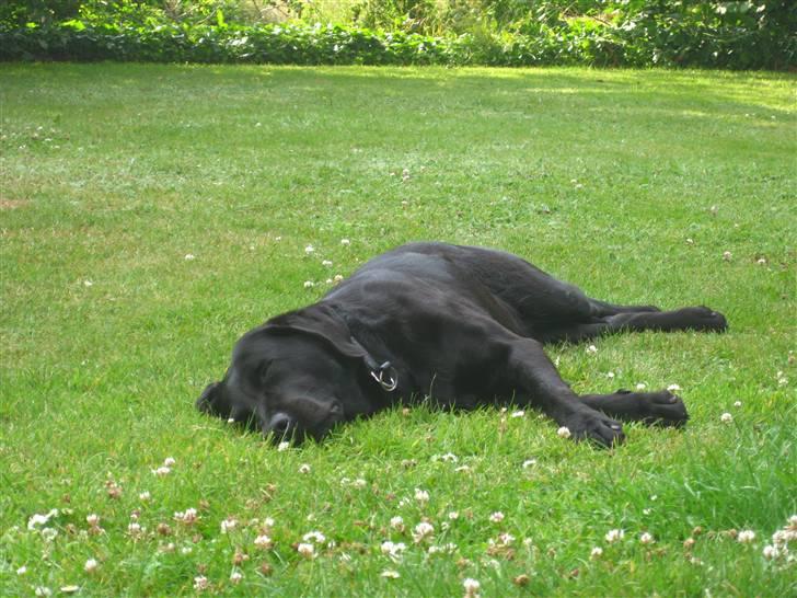 Labrador retriever Candy - Candy der tager en lur på græsset :D billede 12