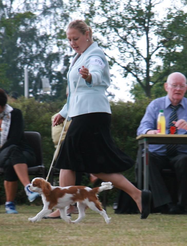 Cavalier king charles spaniel BC Jubilee Jaii - Bornholm - i store ring billede 17