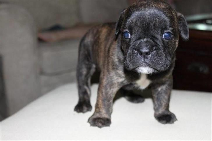 Olde english bulldogge Arnold, bullgaards billede 1