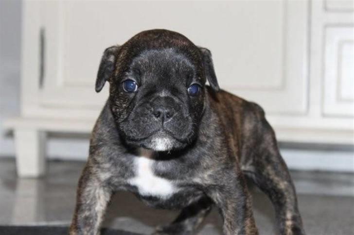 Olde english bulldogge Arnold, bullgaards billede 2