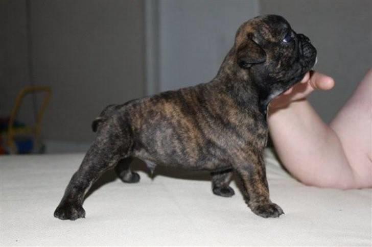 Olde english bulldogge Arnold, bullgaards billede 3