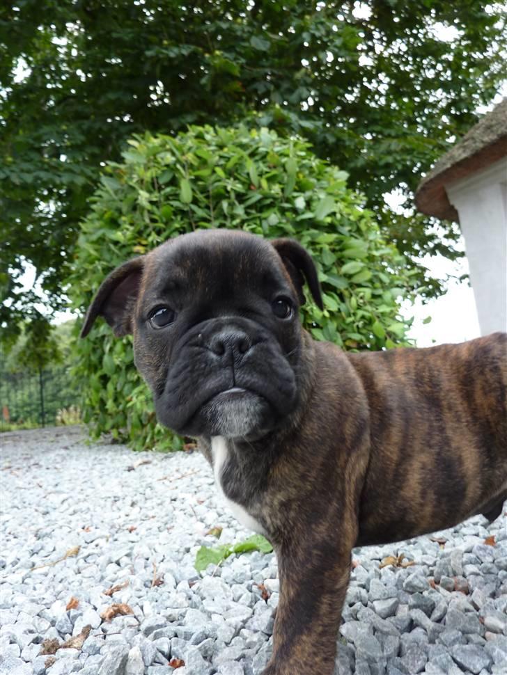 Olde english bulldogge Arnold, bullgaards billede 4