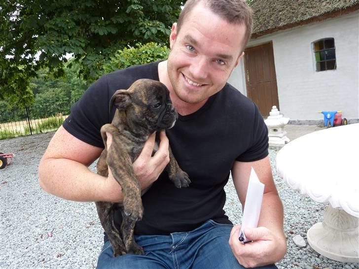 Olde english bulldogge Arnold, bullgaards billede 5