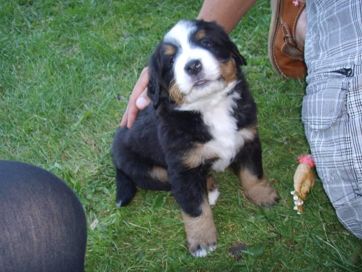 Berner sennenhund Hilmer billede 1