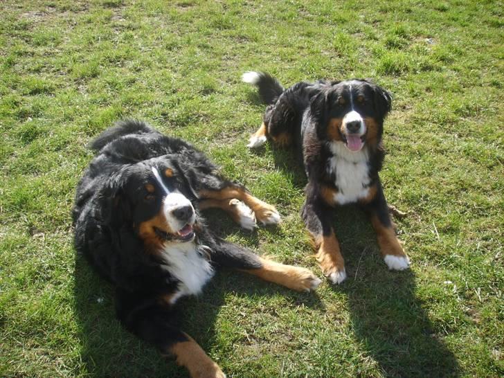 Berner sennenhund Hilmer - Min mor Molly og far Figo billede 2