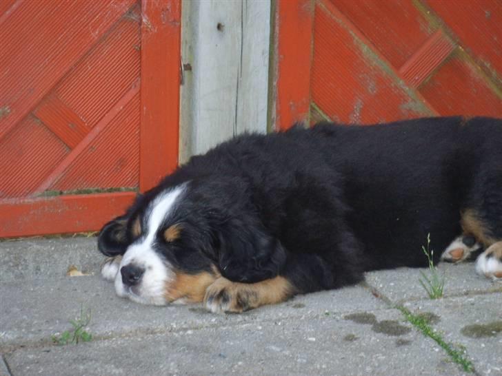 Berner sennenhund Hilmer billede 3