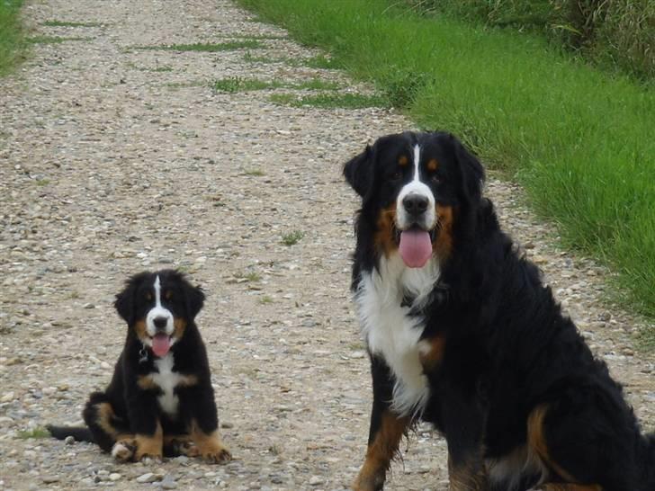 Berner sennenhund Hilmer - Mig og min far billede 4