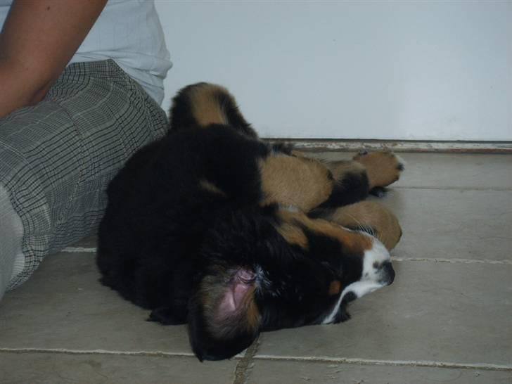 Berner sennenhund Hilmer billede 5