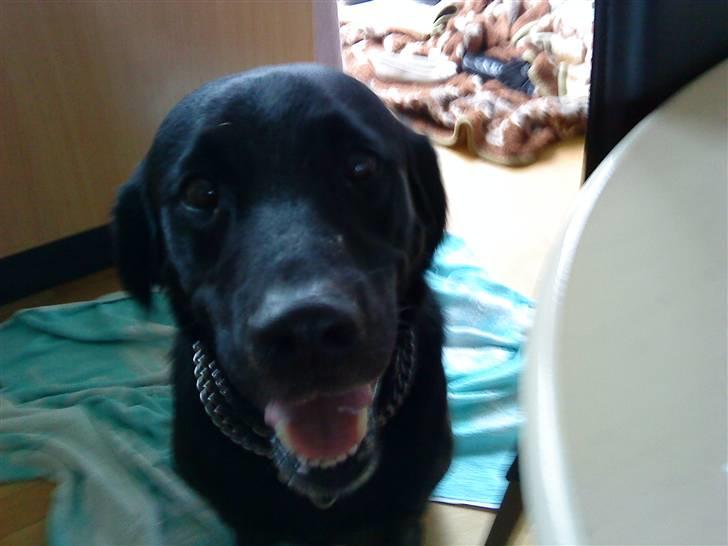 Labrador retriever Basse R.I.P - Basse billede 9