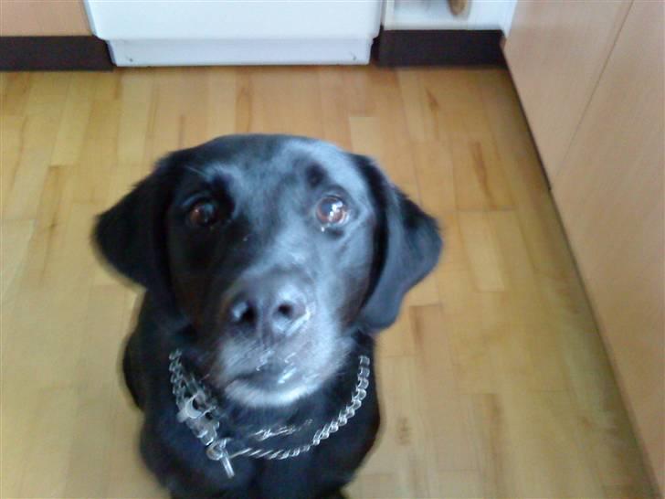 Labrador retriever Basse R.I.P - "Må jeg ikke nok få en kiks??" billede 10