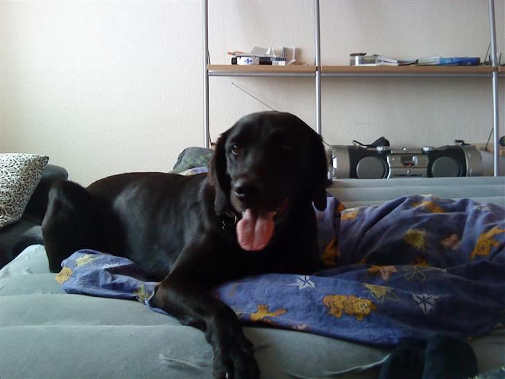 Labrador retriever Basse R.I.P - Basse er en sød hund billede 11