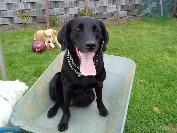 Labrador retriever Basse R.I.P - Basse, hoppede selv op i den billede 12
