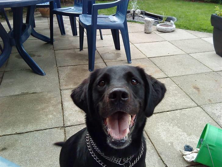 Labrador retriever Basse R.I.P - Basse kigger op billede 13