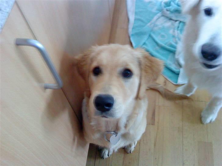 Golden retriever Bella - Må jeg ikke nok få en kiks?? be be <3<3<3<3 billede 19