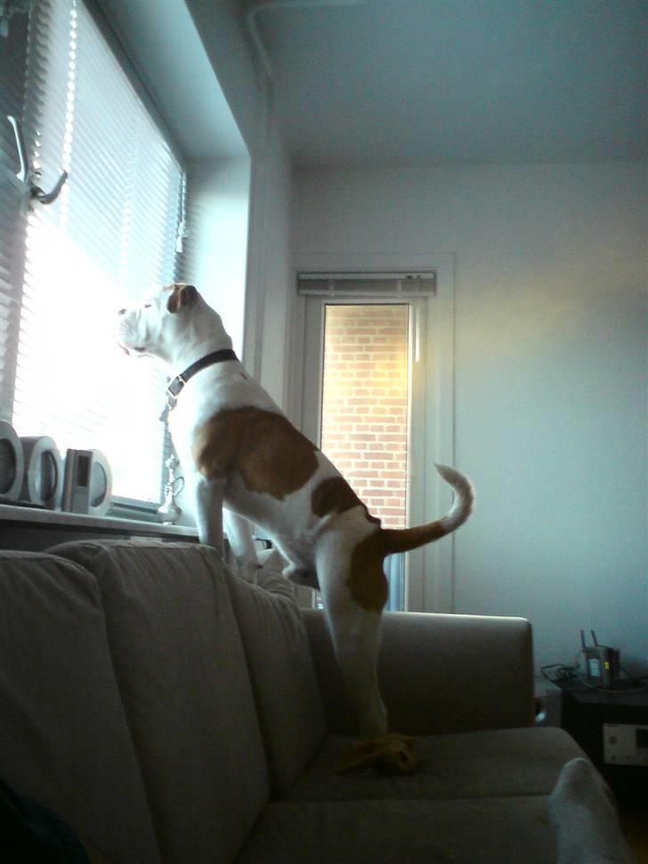 Olde english bulldogge Dexter - R.I.P - jeg er en god vagt hund... står og holder øje med det hele:-) billede 20
