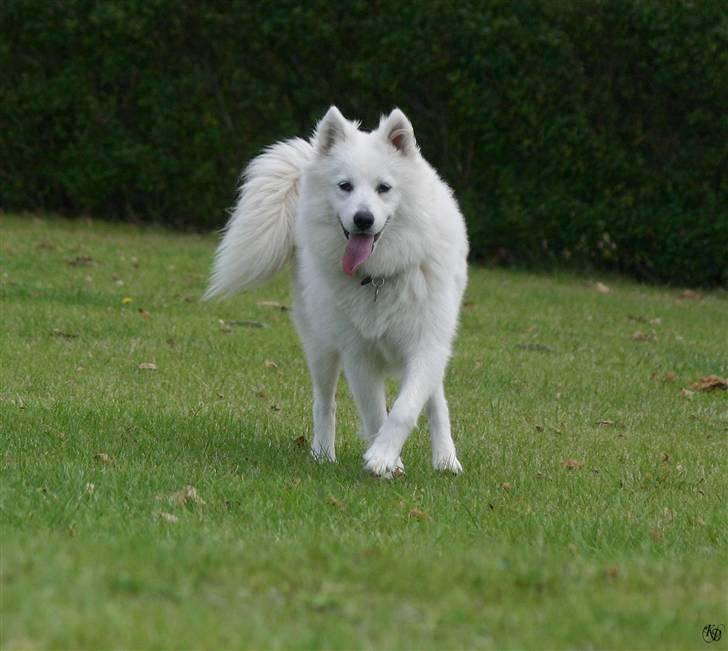 Blanding af racer Zofi - Ballet-trin? billede 5