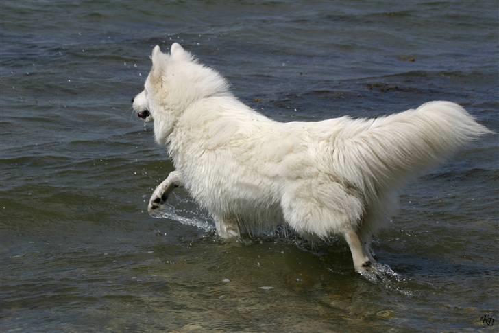 Blanding af racer Zofi - Strapt trav. billede 6