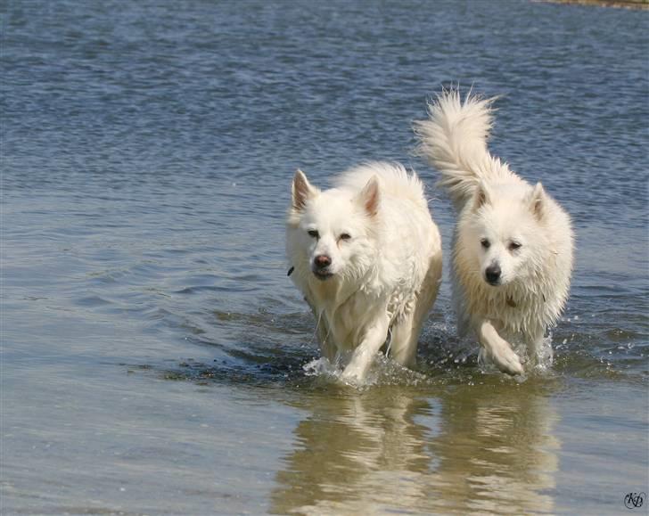 Blanding af racer Zofi - Mig og min Zif. billede 7