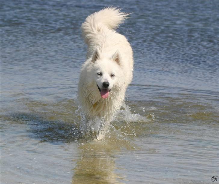 Blanding af racer Zofi - Ahhhhhh....vand! billede 8