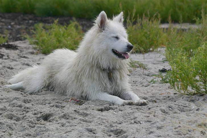 Blanding af racer Zofi - Så skal vi lige hvile et øjeblik. billede 9