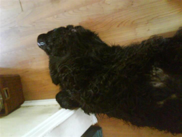 Newfoundlænder Hey-Scar Hugo Boss billede 7