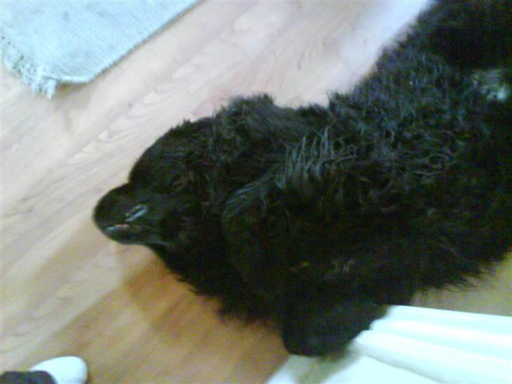 Newfoundlænder Hey-Scar Hugo Boss billede 8