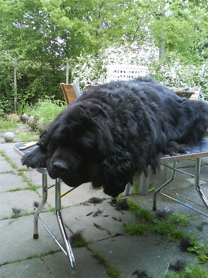 Newfoundlænder Hey-Scar Hugo Boss billede 9