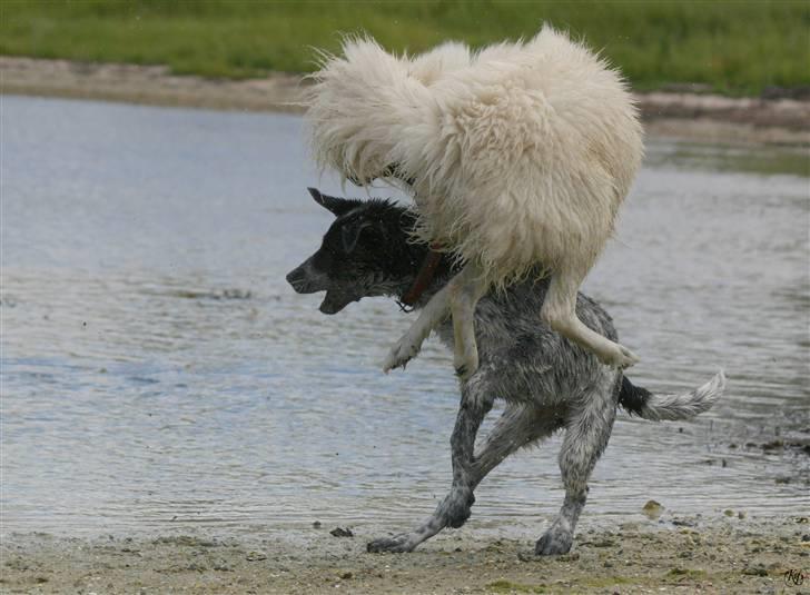 Blanding af racer Zofi - HOPLA.... billede 11