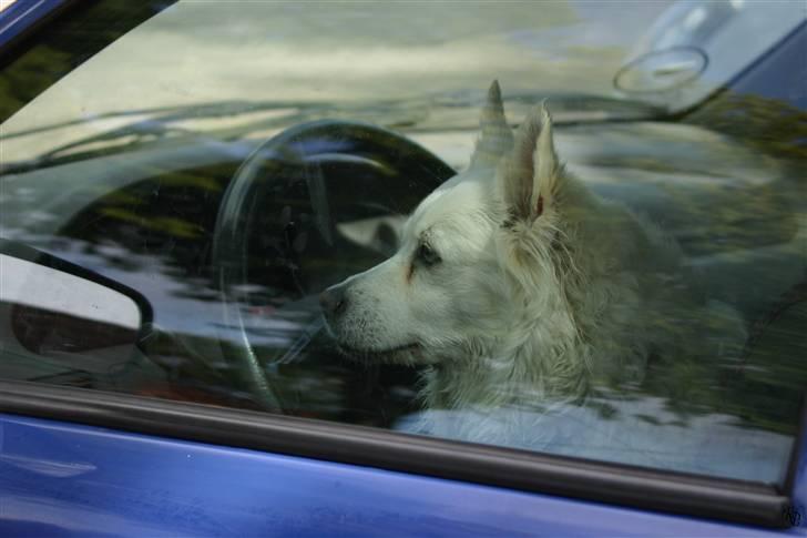 Dansk Spids Zif ( død d. 13 august 2013 ) - Var der nogen der sagde førehund? billede 18