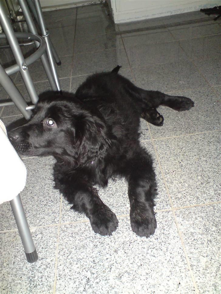 Blanding af racer Bamse - hej mor billede 3